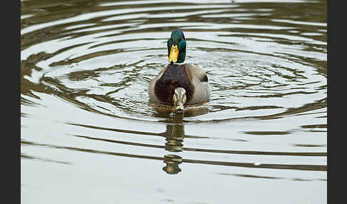 Stockente (Anas platyrhynchos)