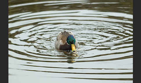 Stockente (Anas platyrhynchos)