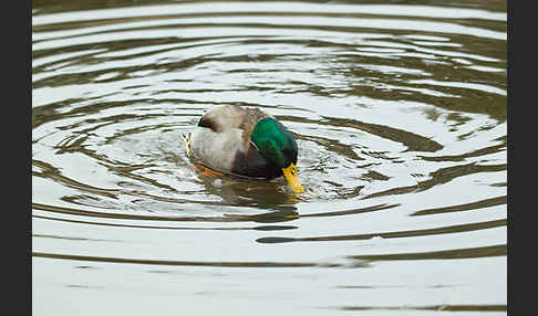 Stockente (Anas platyrhynchos)