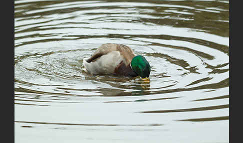 Stockente (Anas platyrhynchos)