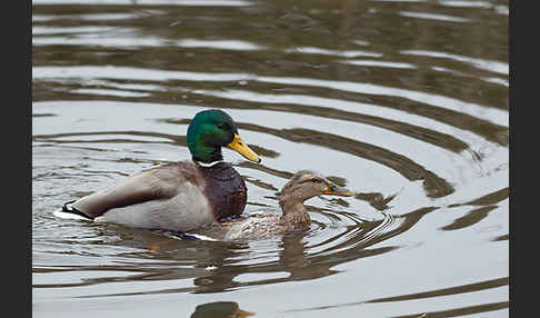 Stockente (Anas platyrhynchos)