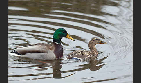 Stockente (Anas platyrhynchos)