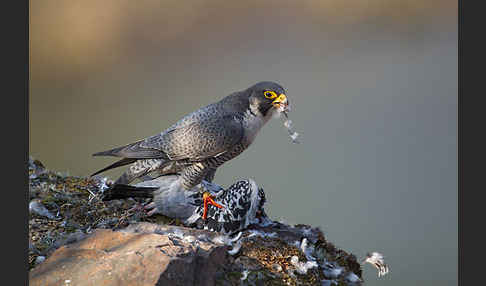 Wanderfalke (Falco peregrinus)