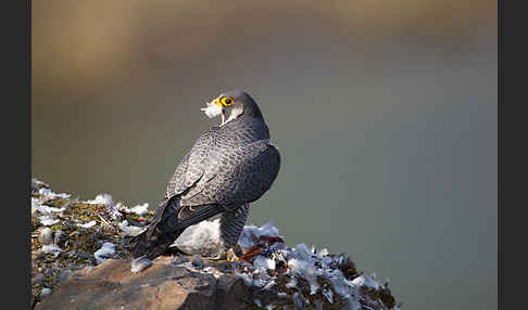 Wanderfalke (Falco peregrinus)