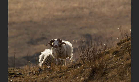 Skudde (Ovis gmelini aries sspec.1)