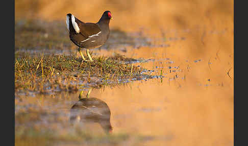 Teichralle (Gallinula chloropus)