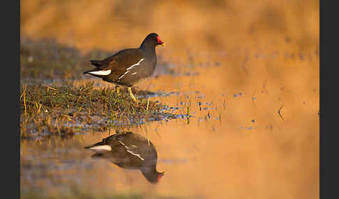 Teichralle (Gallinula chloropus)