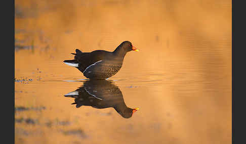 Teichralle (Gallinula chloropus)