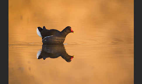 Teichralle (Gallinula chloropus)