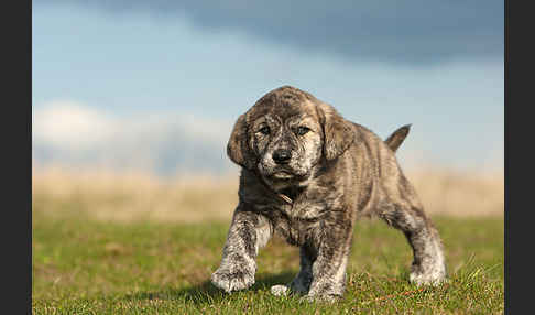 Haushund (Canis lupus familiaris)