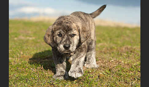 Haushund (Canis lupus familiaris)