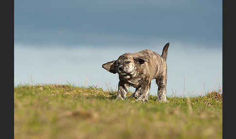 Haushund (Canis lupus familiaris)