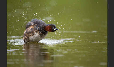 Zwergtaucher (Tachybaptus ruficollis)