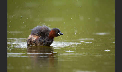 Zwergtaucher (Tachybaptus ruficollis)