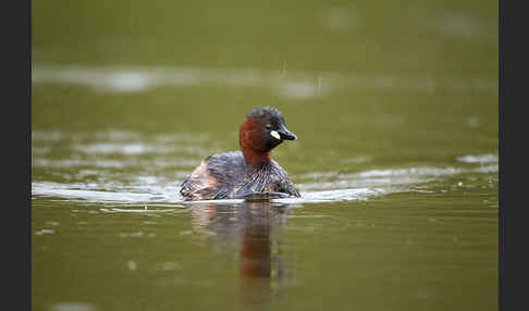 Zwergtaucher (Tachybaptus ruficollis)