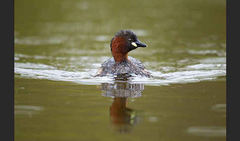 Zwergtaucher (Tachybaptus ruficollis)