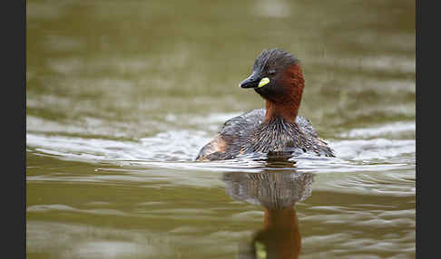 Zwergtaucher (Tachybaptus ruficollis)