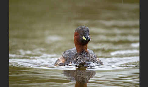 Zwergtaucher (Tachybaptus ruficollis)