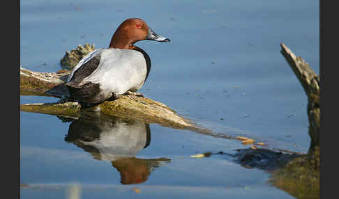 Tafelente (Aythya ferina)