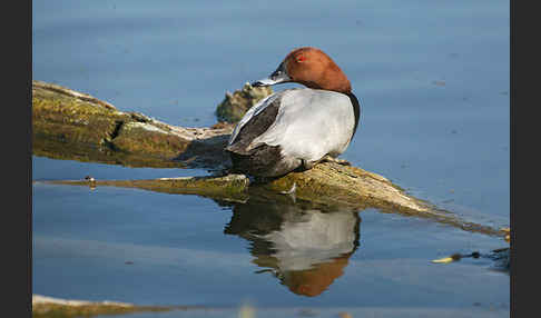 Tafelente (Aythya ferina)