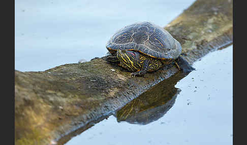 Rotwangen-Schmuckschildkröte (Trachemys scripta elegans)