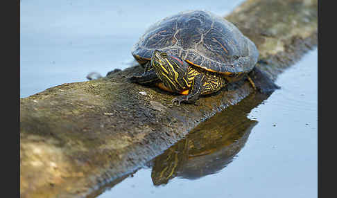 Rotwangen-Schmuckschildkröte (Trachemys scripta elegans)