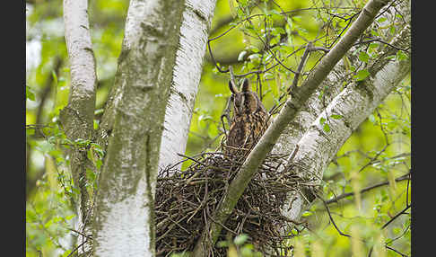 Waldohreule (Asio otus)