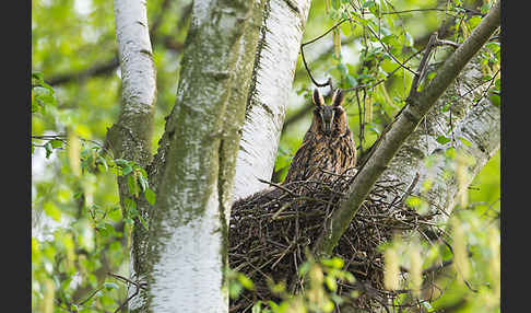 Waldohreule (Asio otus)