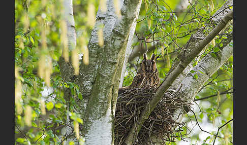 Waldohreule (Asio otus)