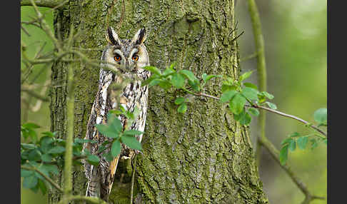 Waldohreule (Asio otus)