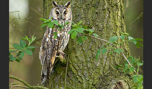 Waldohreule (Asio otus)