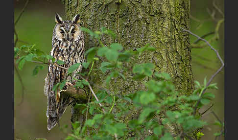 Waldohreule (Asio otus)