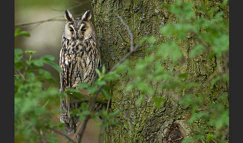 Waldohreule (Asio otus)