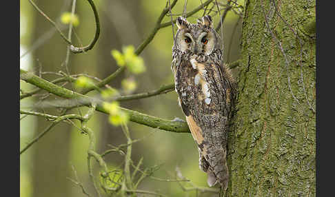 Waldohreule (Asio otus)