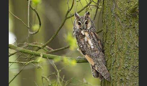 Waldohreule (Asio otus)