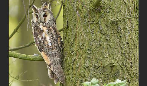 Waldohreule (Asio otus)