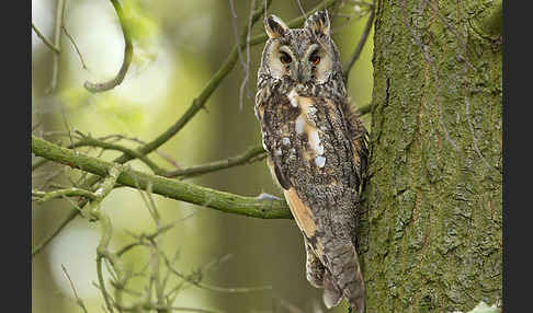 Waldohreule (Asio otus)