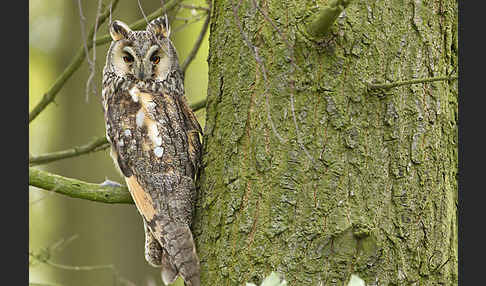 Waldohreule (Asio otus)