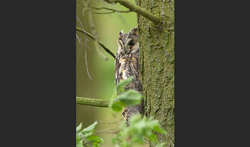 Waldohreule (Asio otus)