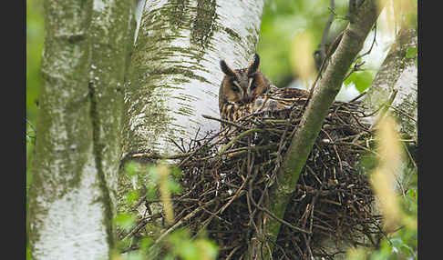 Waldohreule (Asio otus)