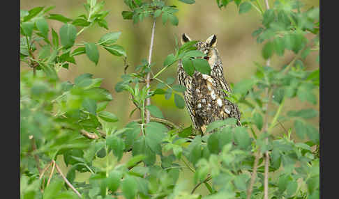 Waldohreule (Asio otus)