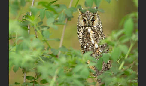 Waldohreule (Asio otus)