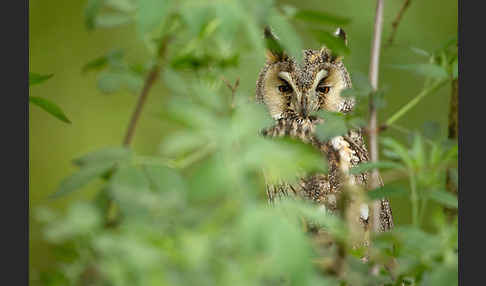 Waldohreule (Asio otus)