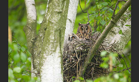 Waldohreule (Asio otus)