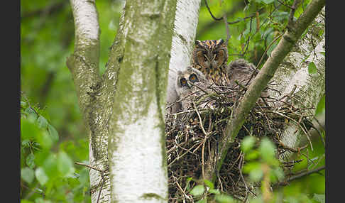 Waldohreule (Asio otus)