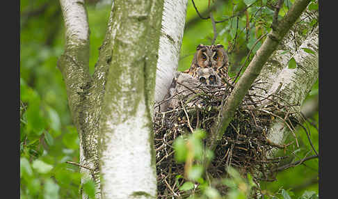 Waldohreule (Asio otus)