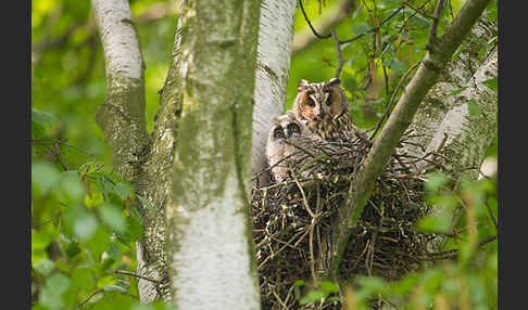 Waldohreule (Asio otus)