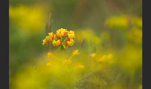 Zypressen-Wolfsmilch (Euphorbia cyparissias)