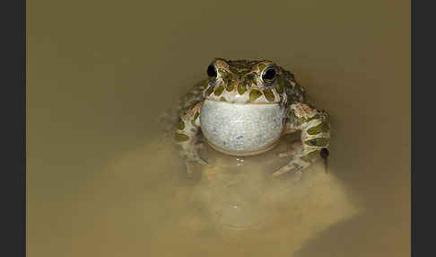 Wechselkröte (Bufo viridis)