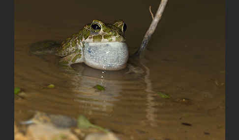 Wechselkröte (Bufo viridis)